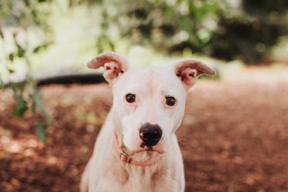 Enlarge 95191A Dolly P, a Adoptable mixed breed in North Charleston, SC image 2/3