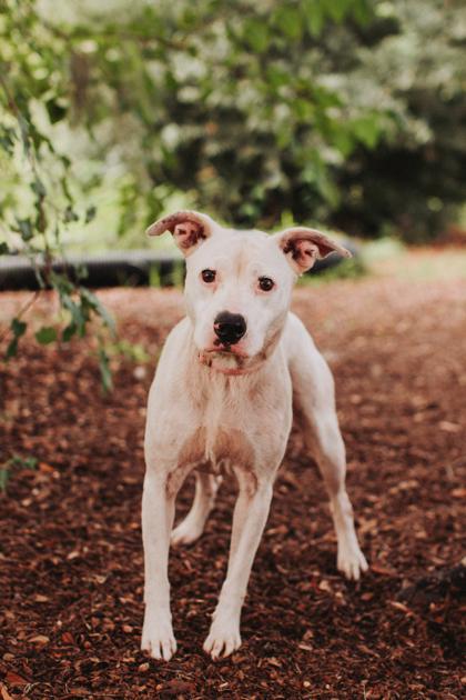 Enlarge 95191A Dolly P, a Adoptable mixed breed in North Charleston, SC image 3/3
