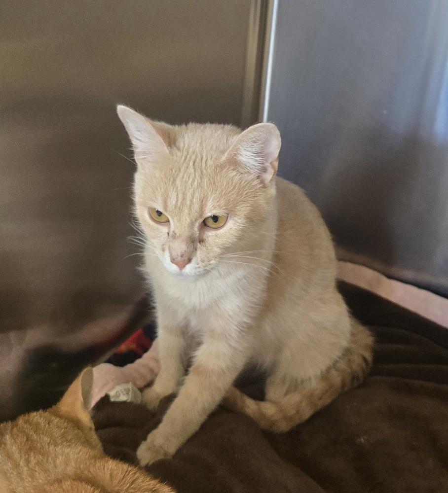 Janet, Adoptable, Adult Female Domestic Short Hair.