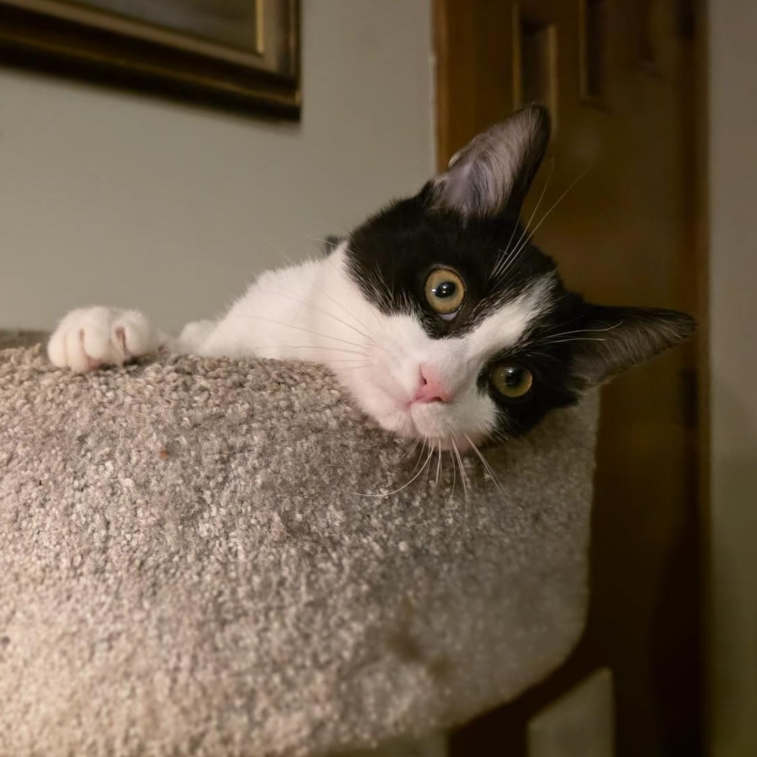 Enlarge Cronus, an adopted mixed breed in Knox, PA image 2/4