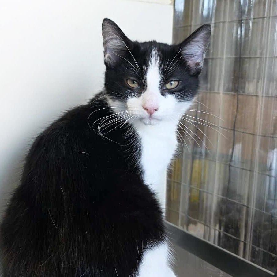 Enlarge Cronus, an adopted mixed breed in Knox, PA image 3/4