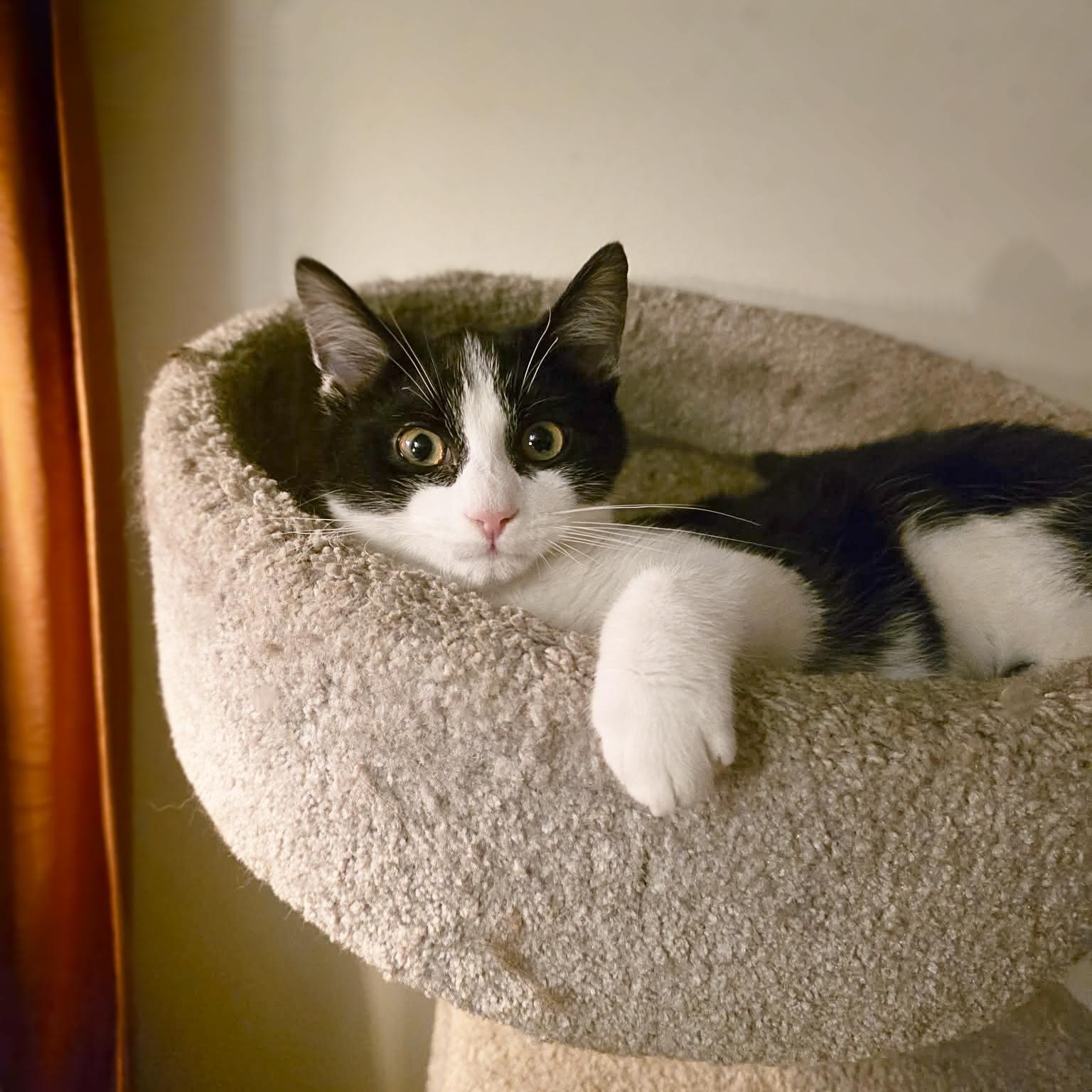 Enlarge Cronus, an adopted mixed breed in Knox, PA image 4/4