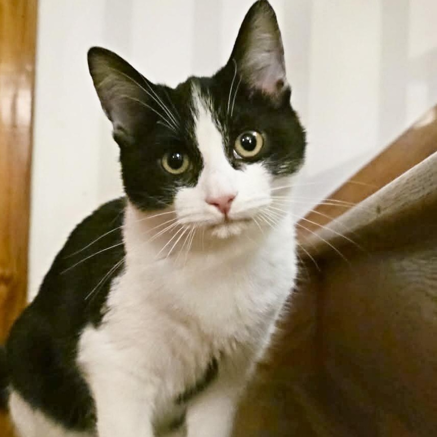 Enlarge Cronus, an adopted mixed breed in Knox, PA image 1/4