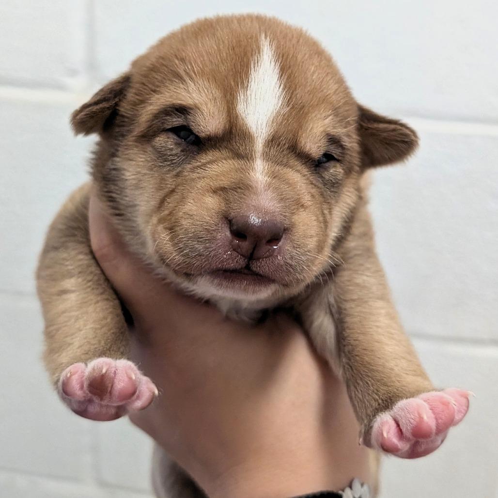 L pup 8, Adoptable, Puppy Female Boxer & Mixed Breed.