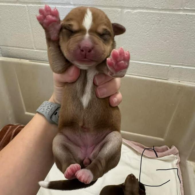 Enlarge L pup 8, a Adoptable mixed breed in Buchanan Dam, TX image 2/3