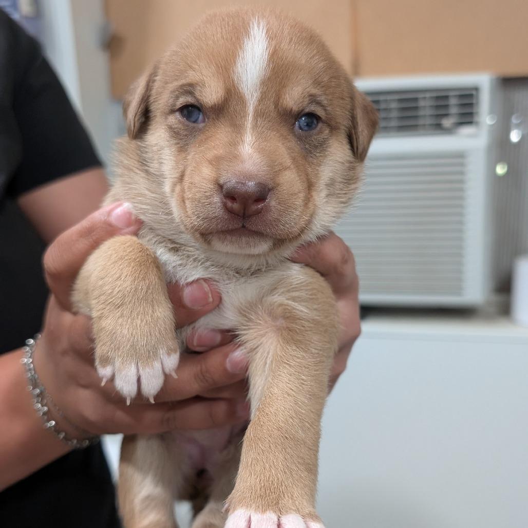 Enlarge L pup 8, a Adoptable mixed breed in Buchanan Dam, TX image 3/3