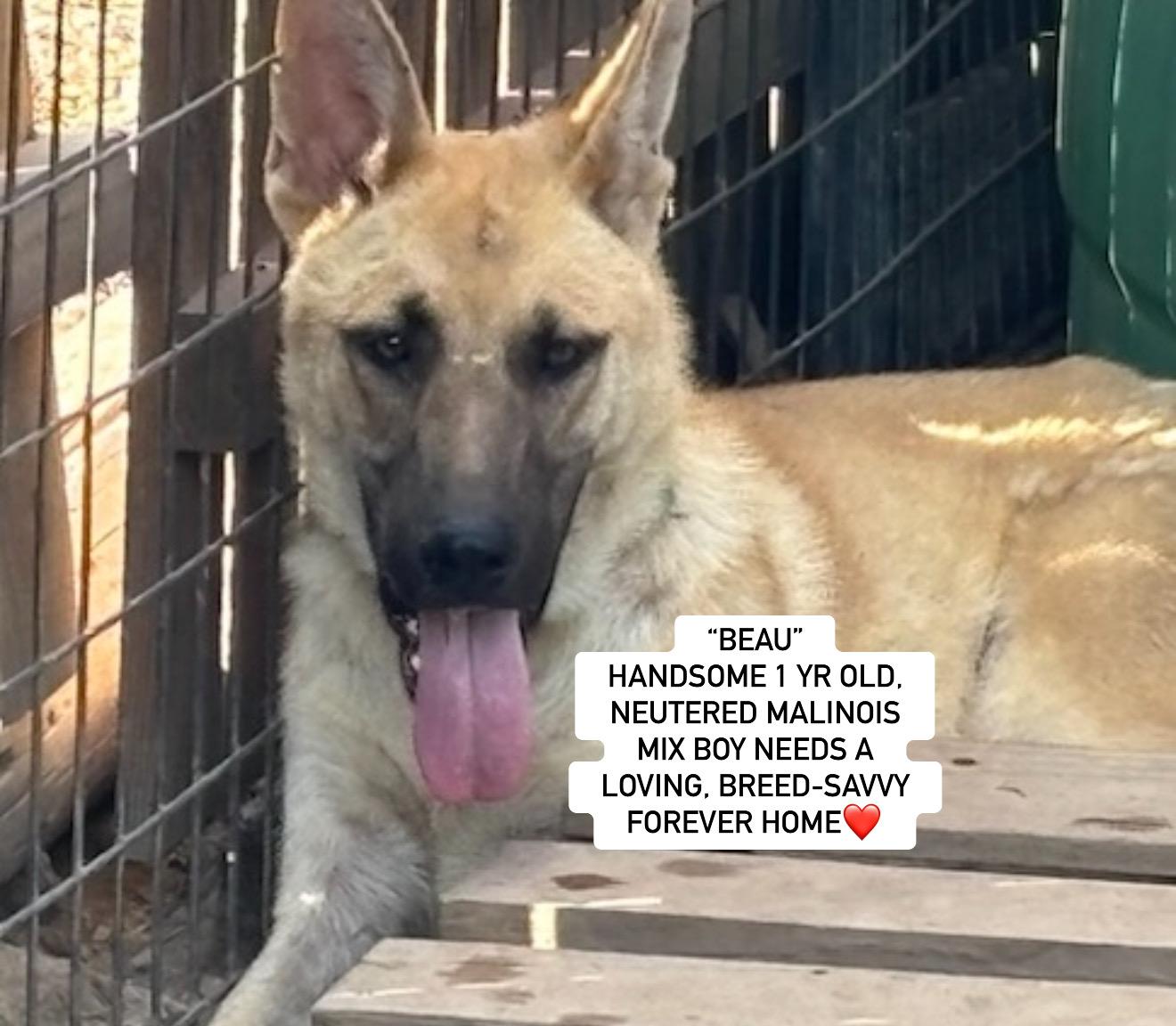 "BEAU", Adoptable, Young Male Belgian Shepherd / Malinois.