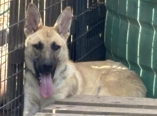 "BEAU", a Adoptable mixed breed in Rockdale, TX image 2/4