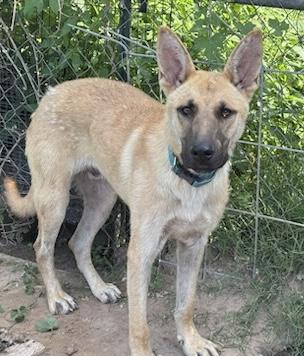 "BEAU", a Adoptable mixed breed in Rockdale, TX image 3/4
