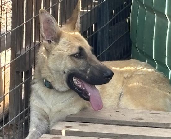 "BEAU", a Adoptable mixed breed in Rockdale, TX image 4/4