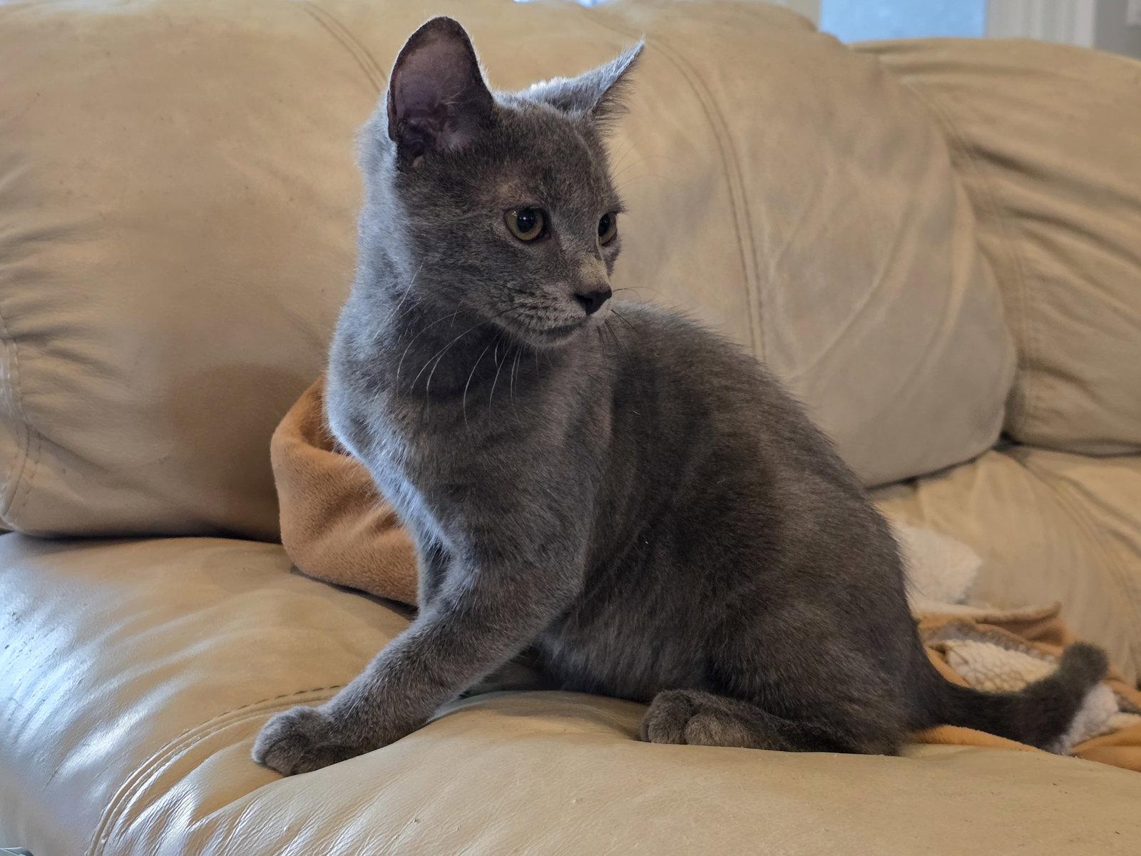 Yuri, Adopted, Kitten Male Domestic Short Hair & Russian Blue.