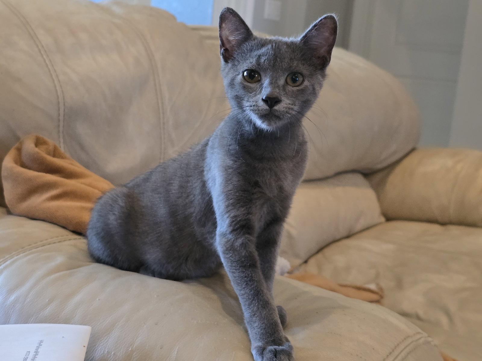 Enlarge Yuri, a Adopted mixed breed in Lighthouse Point, FL image 2/3