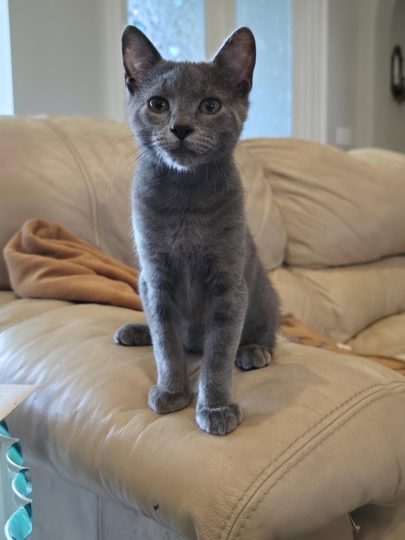 Enlarge Yuri, a Adopted mixed breed in Lighthouse Point, FL image 3/3