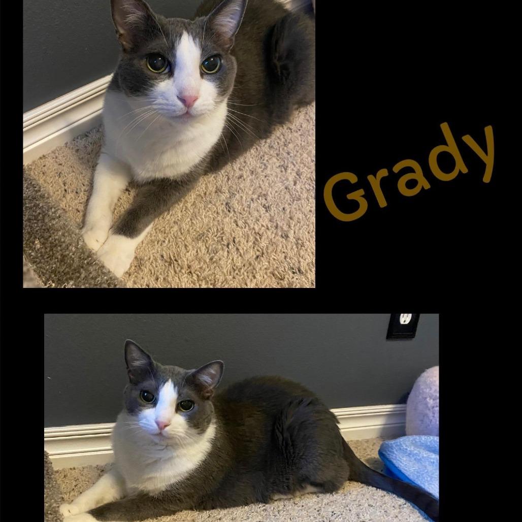 Grady, Adoptable, Senior Male Domestic Short Hair.