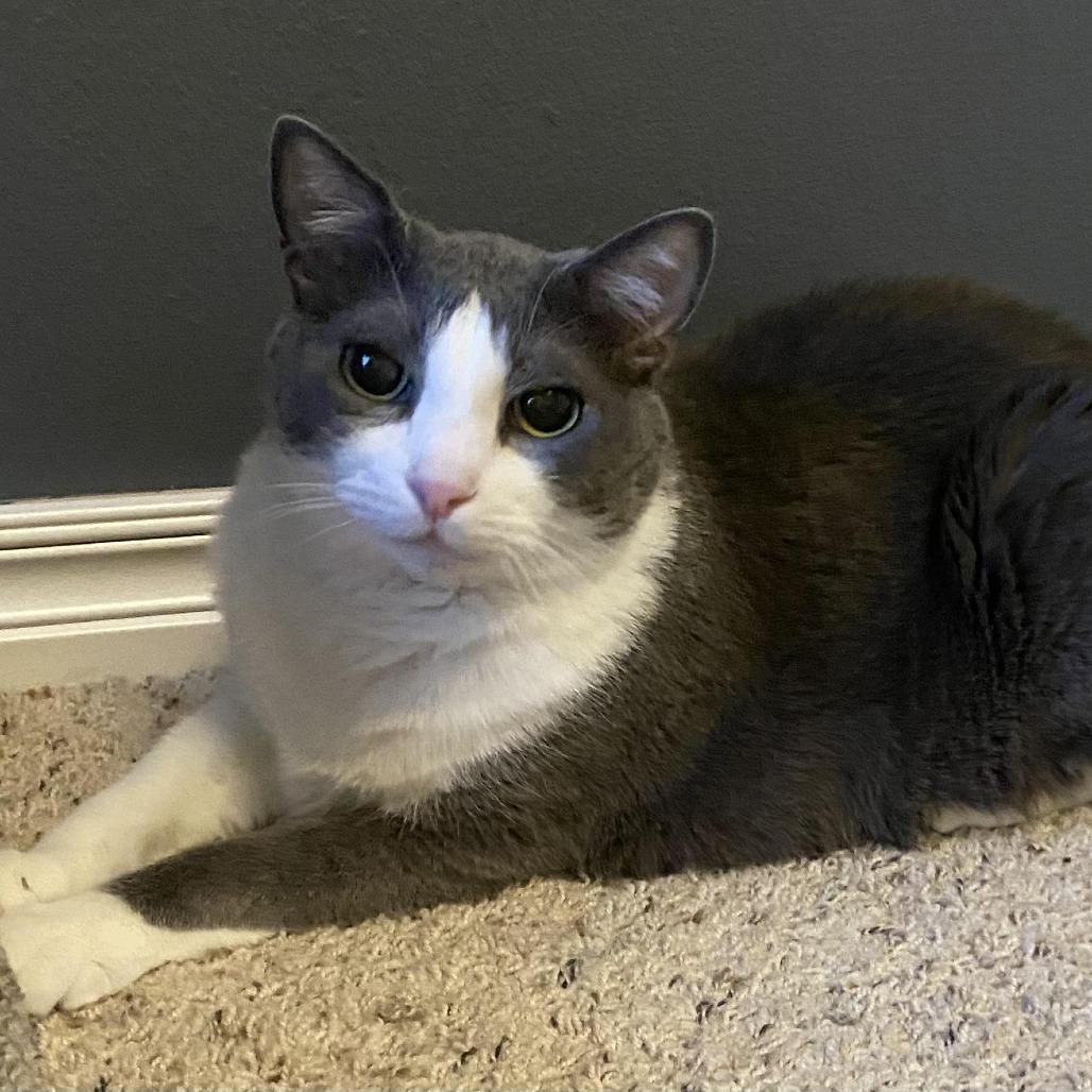 Enlarge Grady, a Adoptable Domestic Short Hair in Tulsa, OK image 2/3