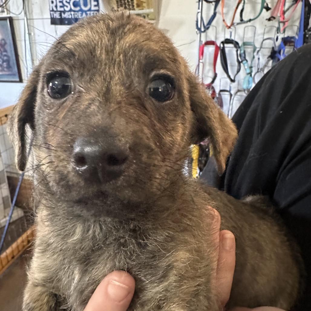 Pablo, Adopted, Puppy Male Dachshund & Mixed Breed.