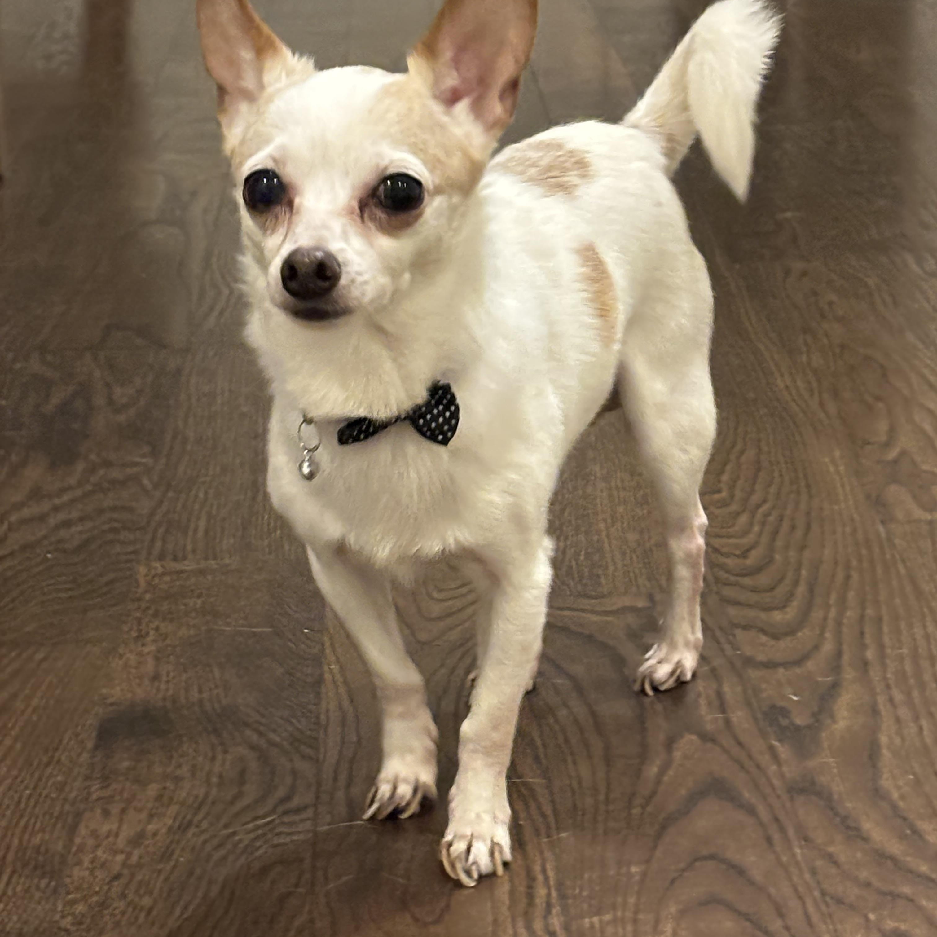 Enlarge Bentley, a Adoptable mixed breed in Stamford, CT image 3/6