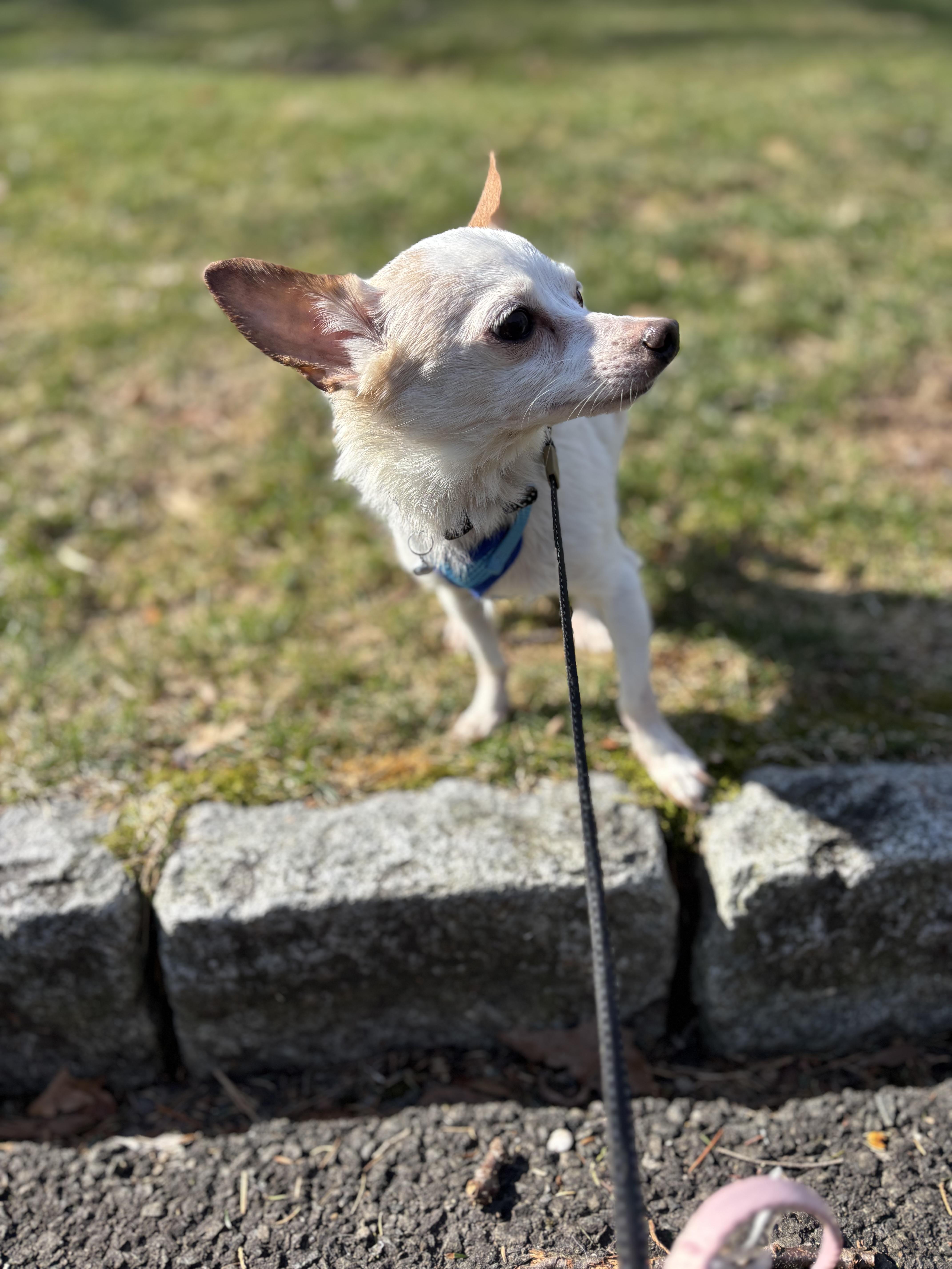 Enlarge Bentley, a Adoptable mixed breed in Stamford, CT image 6/6