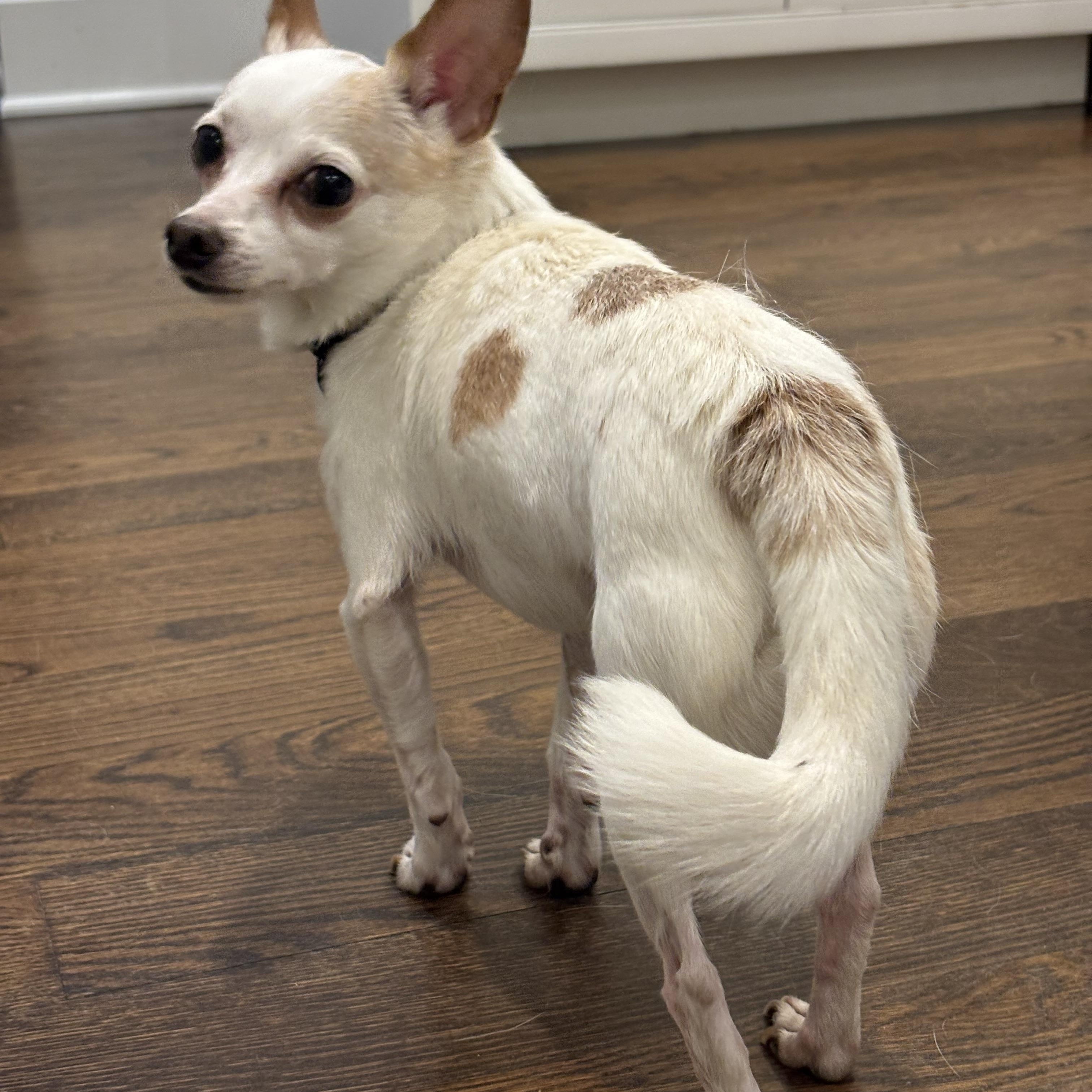 Enlarge Bentley, a Adoptable mixed breed in Stamford, CT image 5/6