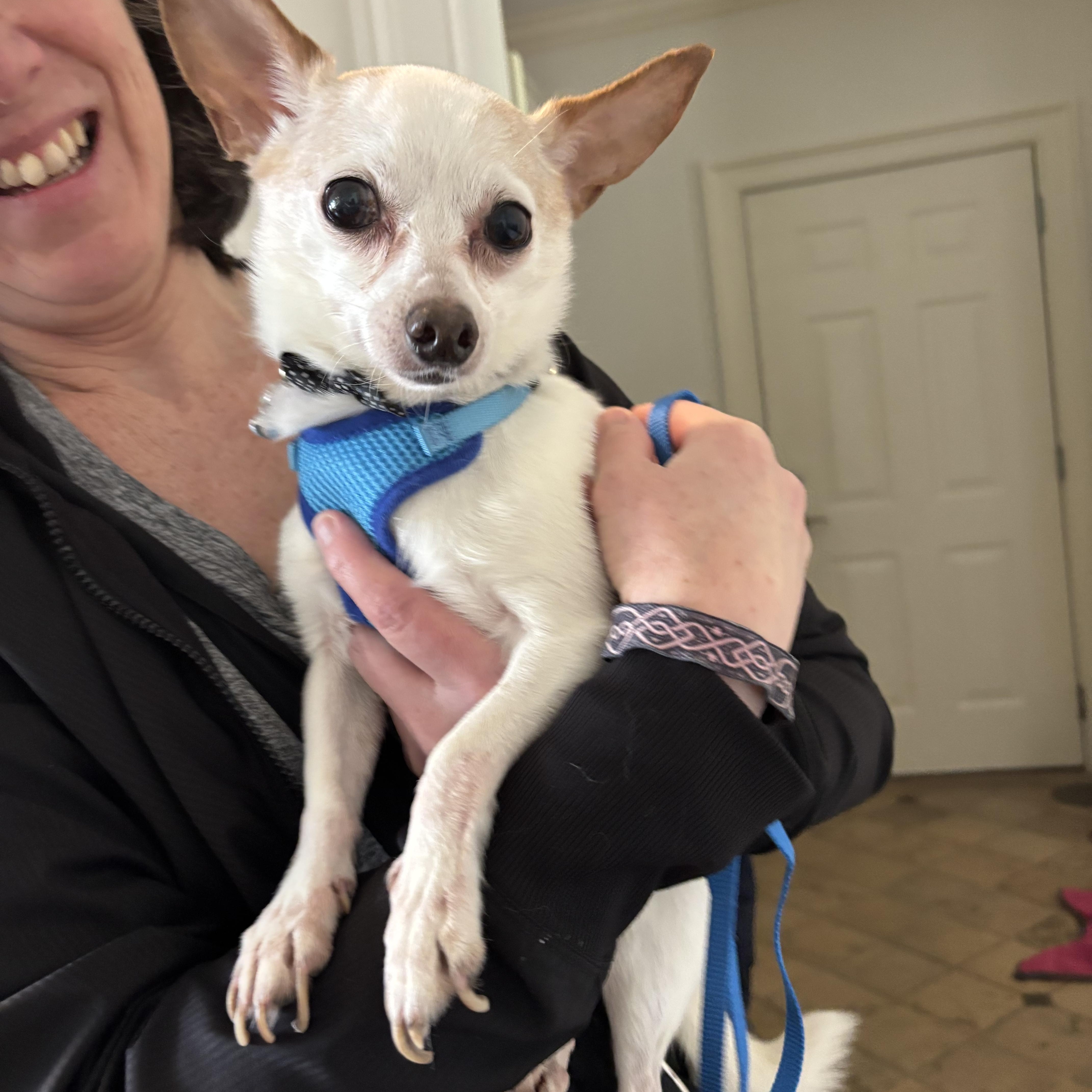 Enlarge Bentley, a Adoptable mixed breed in Stamford, CT image 4/6