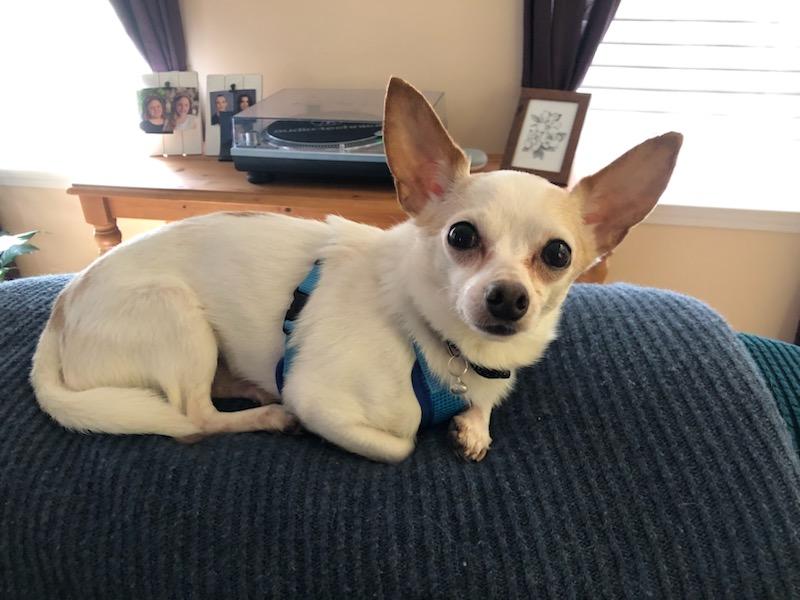 Enlarge Bentley, a Adoptable mixed breed in Stamford, CT image 2/6