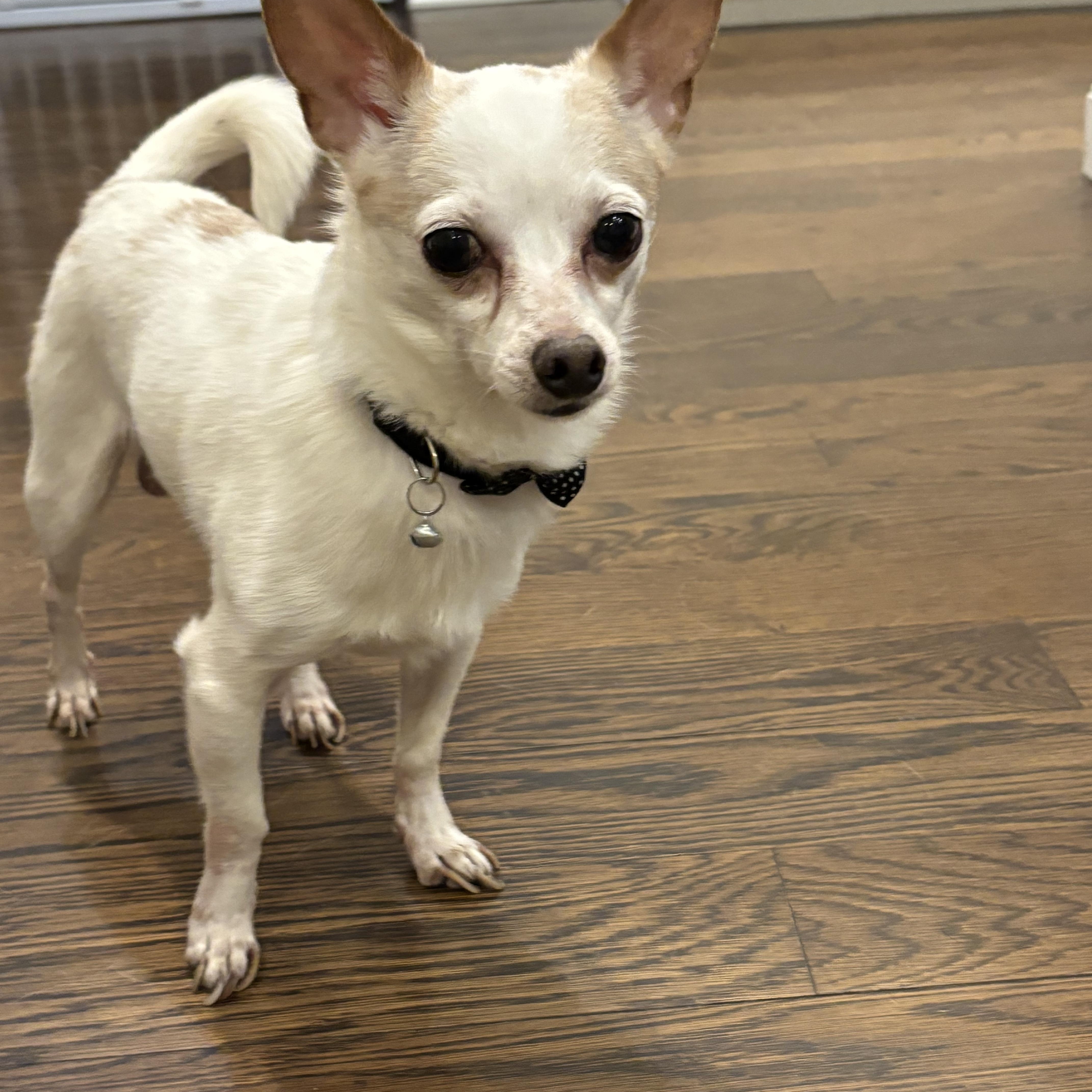 Enlarge Bentley, a Adoptable mixed breed in Stamford, CT image 1/6