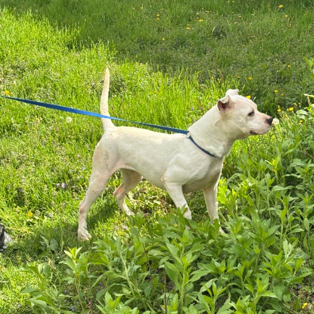 Enlarge Snow, a Adoptable Terrier in Flintstone, MD image 1/6