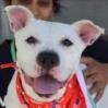 Snow, Adoptable, Adult Female Terrier.
