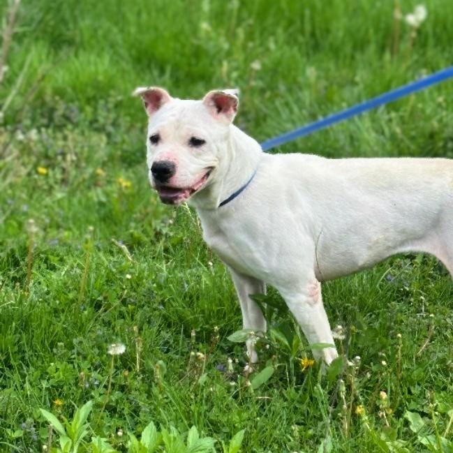 Enlarge Snow, a Adoptable Terrier in Flintstone, MD image 3/6