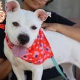 Enlarge Snow, a Adoptable Terrier in Flintstone, MD image 5/6