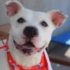 Enlarge Snow, a Adoptable Terrier in Flintstone, MD image 5/6