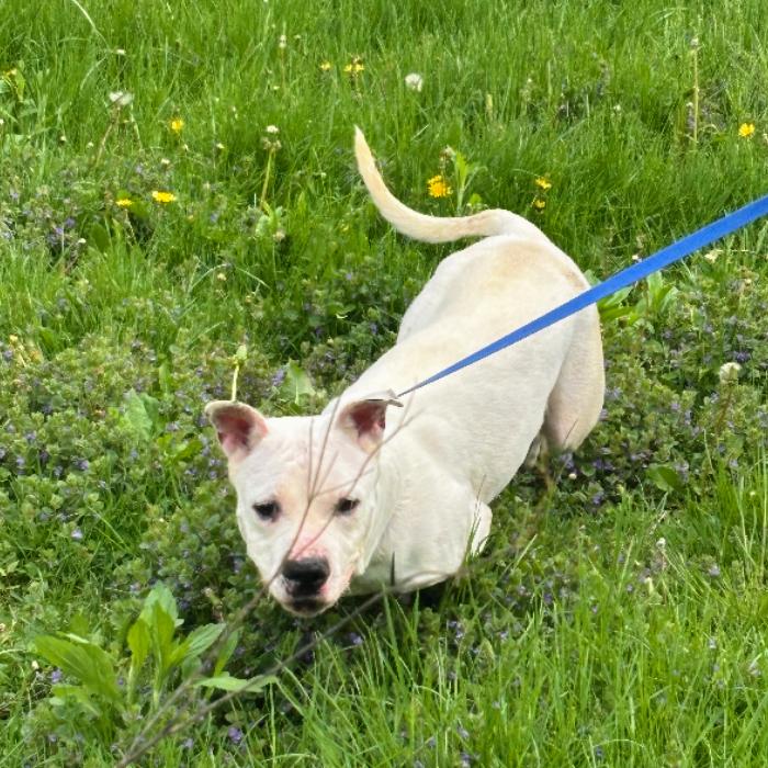 Enlarge Snow, a Adoptable Terrier in Flintstone, MD image 6/6
