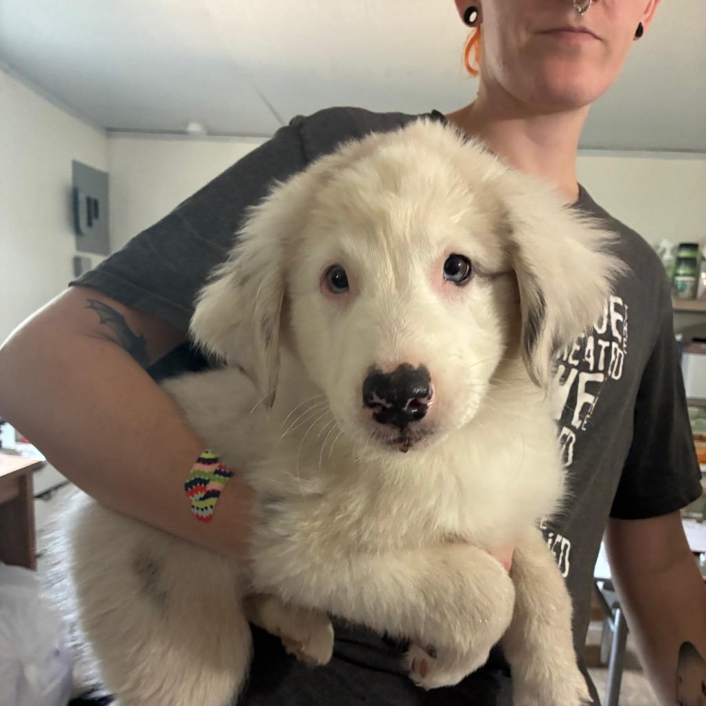 Enlarge Jessica Simpson, a Adoptable Australian Shepherd in Hattiesburg, MS image 1/1
