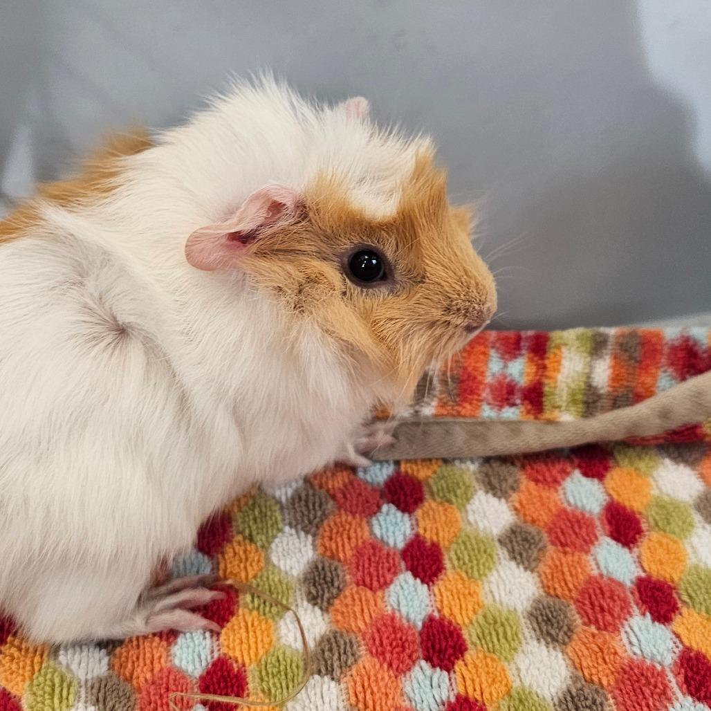 Turkey, Adoptable, Baby Male Guinea Pig.