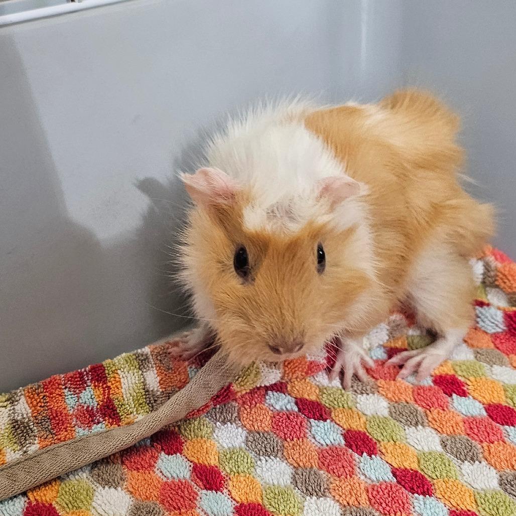 Enlarge Turkey, a Adoptable Guinea Pig in Concord, NH image 2/2