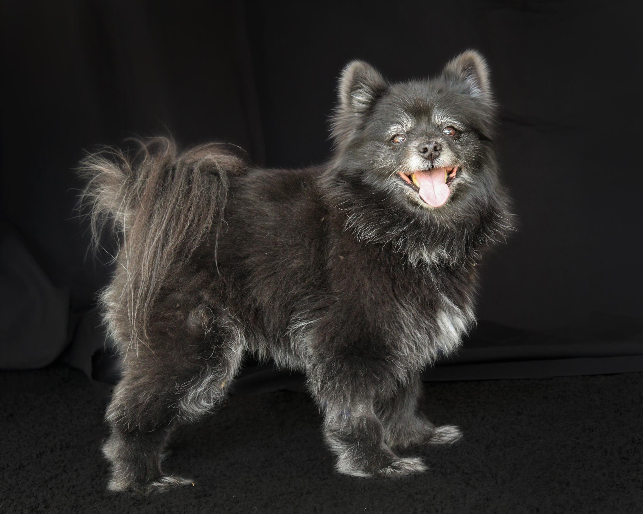 JOJO, ADOPTABLE, Adult Female Pomeranian.