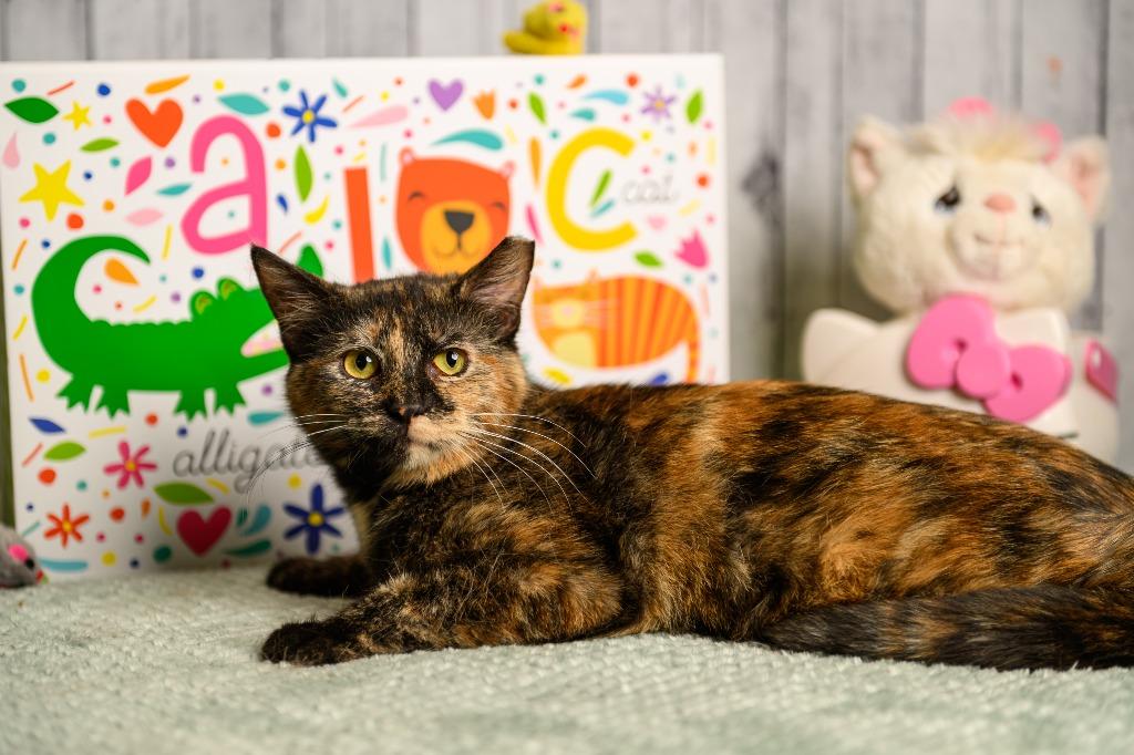 Enlarge Reese, a Adoptable mixed breed in Roanoke, TX image 1/3