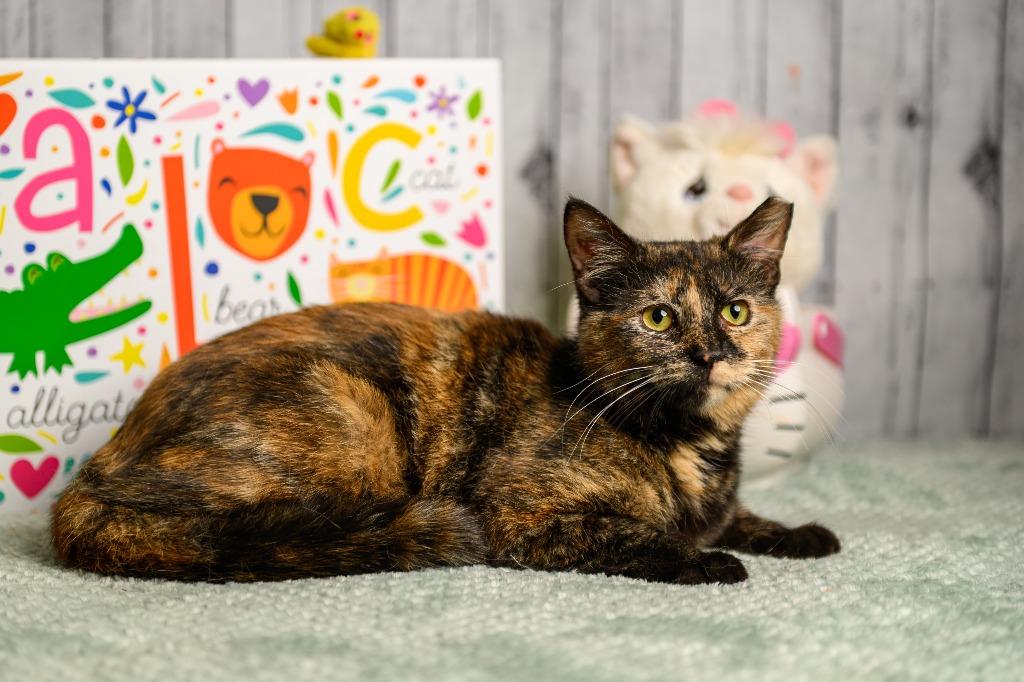 Enlarge Reese, a Adoptable mixed breed in Roanoke, TX image 2/3