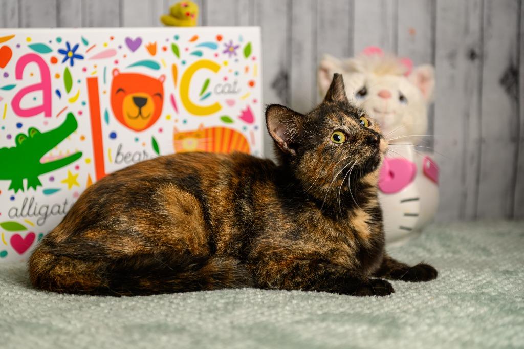 Enlarge Reese, a Adoptable mixed breed in Roanoke, TX image 3/3