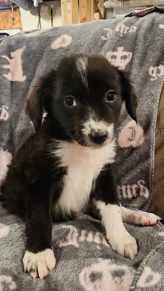 Enlarge Zucchini, a Adopted mixed breed in Bristol, WI image 1/6