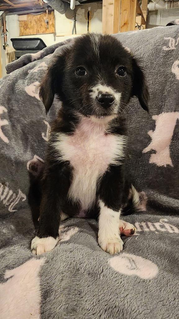 Enlarge Zucchini, a Adopted mixed breed in Bristol, WI image 2/6