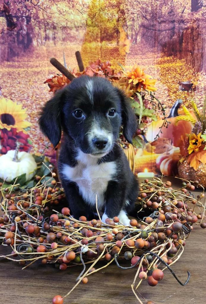 Enlarge Zucchini, a Adopted mixed breed in Bristol, WI image 3/6