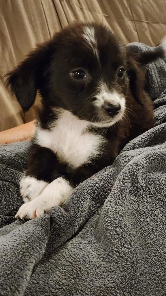 Enlarge Zucchini, a Adopted mixed breed in Bristol, WI image 4/6