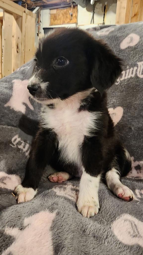 Enlarge Zucchini, a Adopted mixed breed in Bristol, WI image 5/6