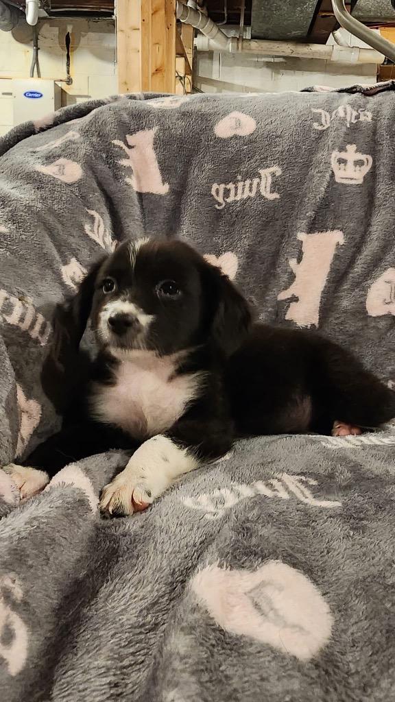 Enlarge Zucchini, a Adopted mixed breed in Bristol, WI image 6/6