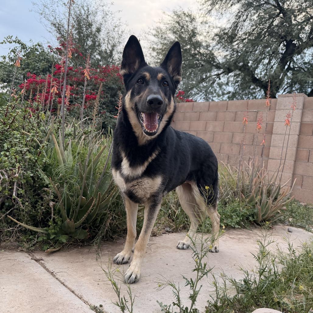 Cherry, Adoptable, Adult Female German Shepherd Dog.