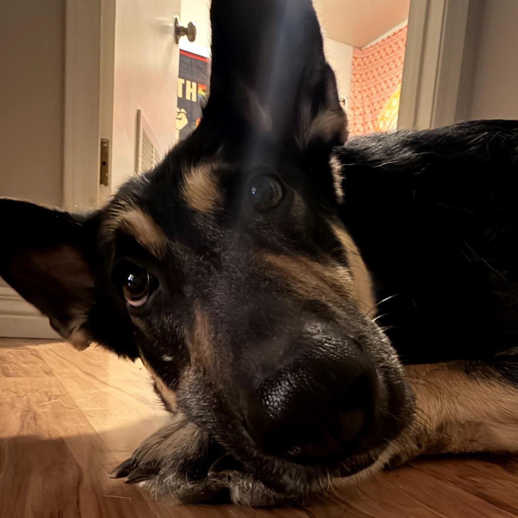 Enlarge Cherry, a Adoptable German Shepherd Dog in Glendale, AZ image 2/2