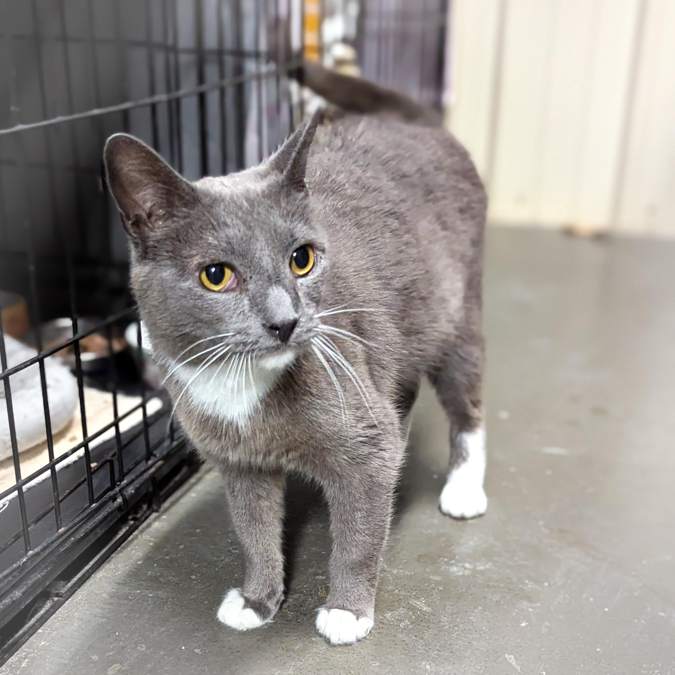 Enlarge SOX, a Adoptable mixed breed in Griffith, IN image 3/4