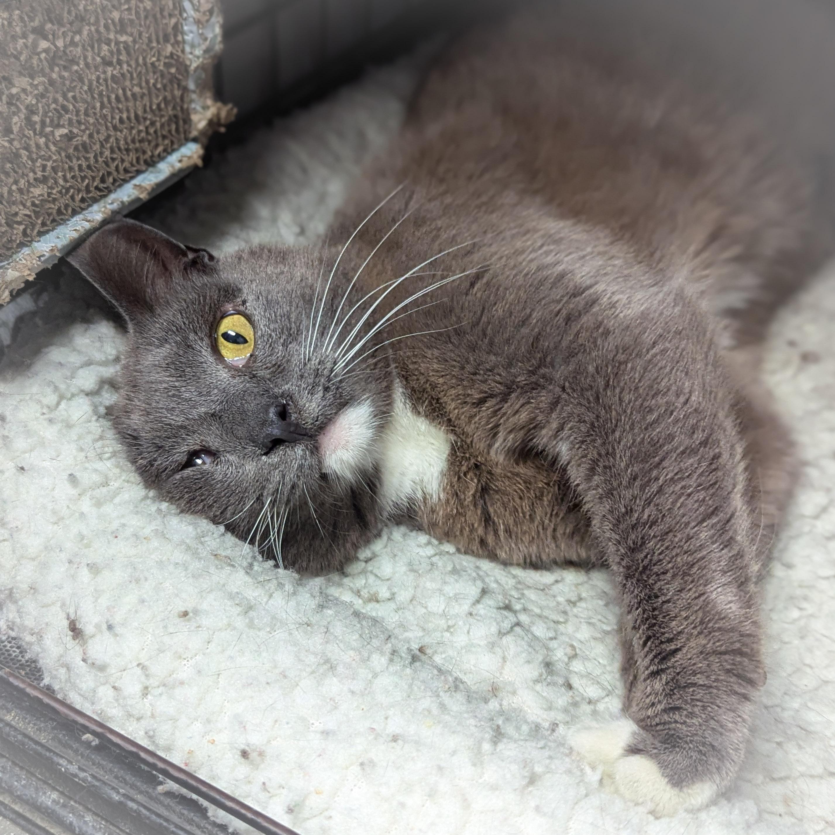 Enlarge SOX, a Adoptable mixed breed in Griffith, IN image 2/4