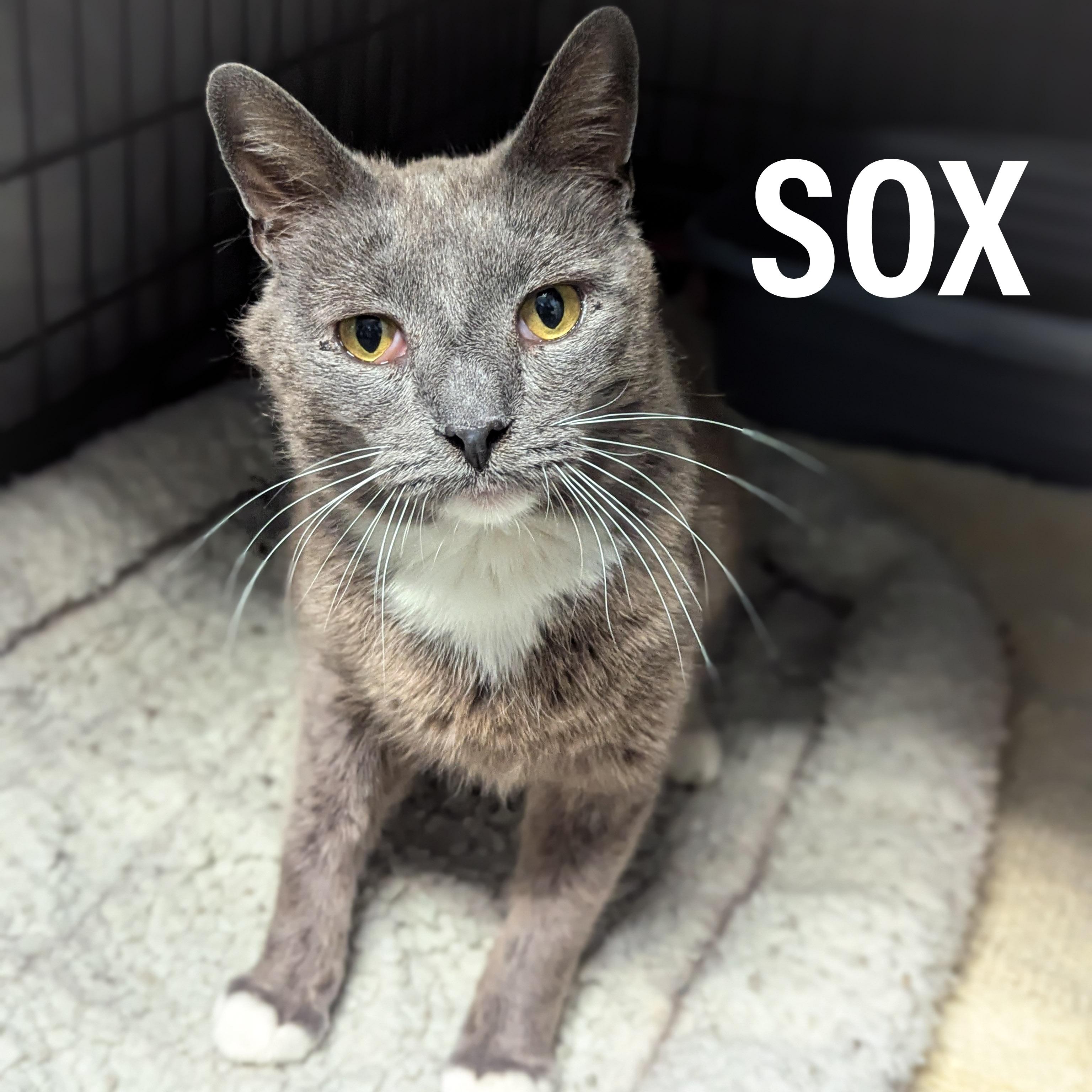 Enlarge SOX, a Adoptable mixed breed in Griffith, IN image 1/4